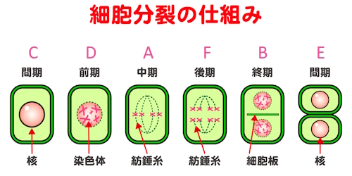 細胞分裂