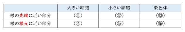 細胞分裂