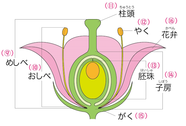 被子植物