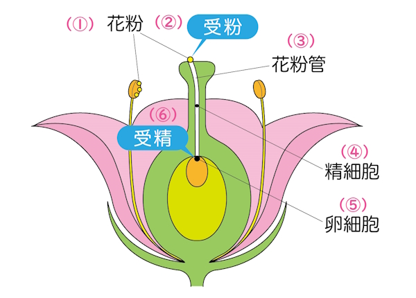 被子植物の生殖
