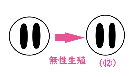 無性生殖