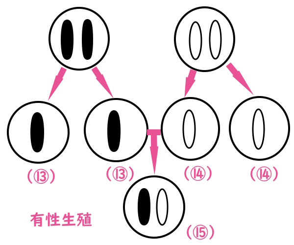 有性生殖