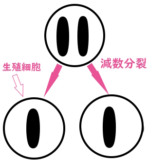 減数分裂