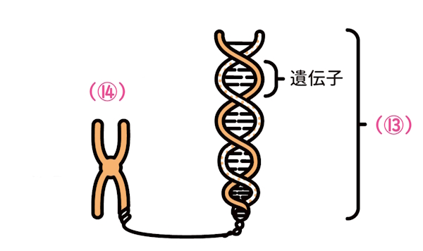 DNA