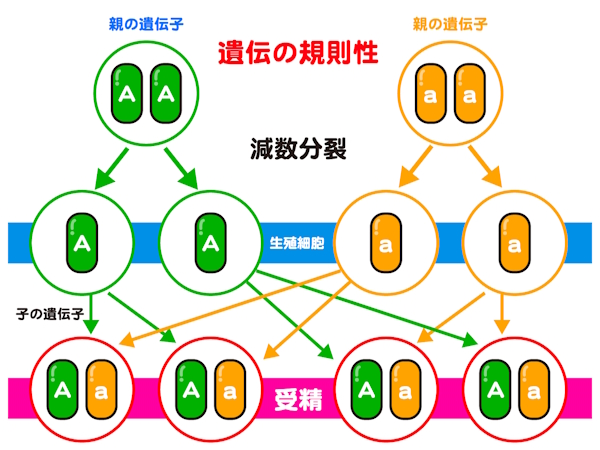 遺伝の規則性②