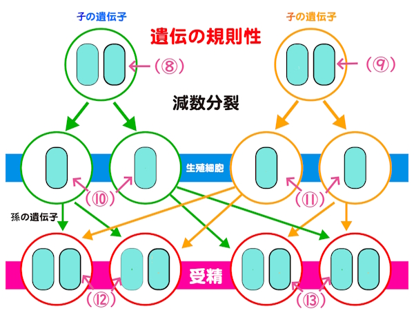 遺伝の規則性③