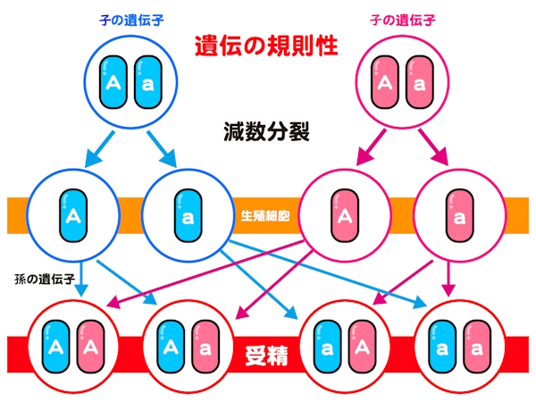 遺伝の規則性④