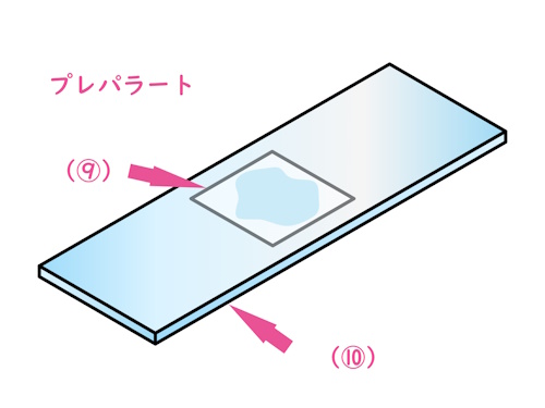 プレパラート