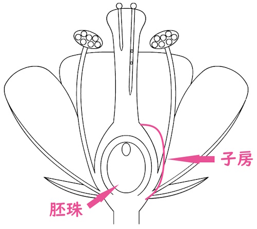 被子植物