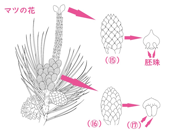 裸子植物